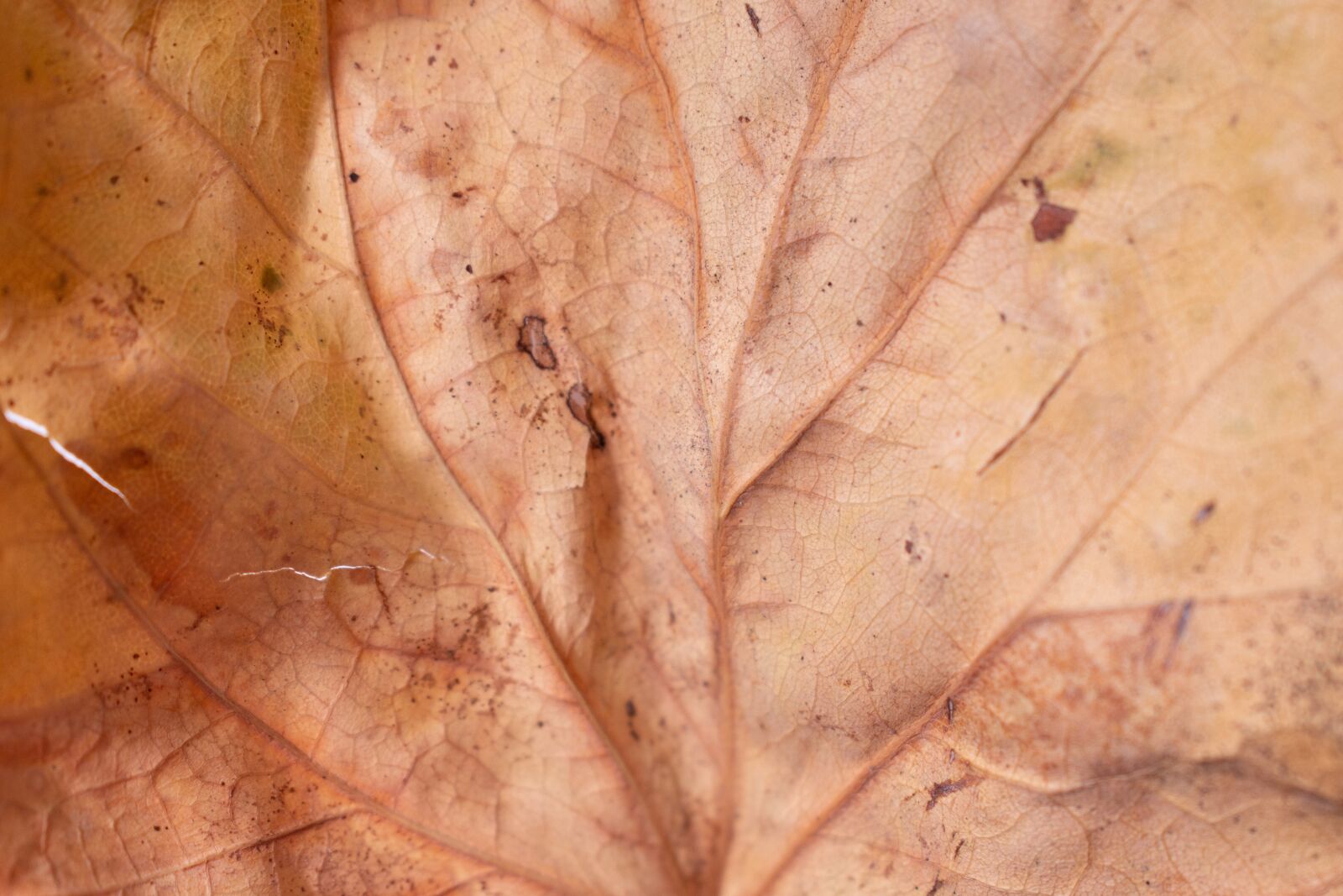 Nikon D7200 sample photo. Dry leaves, sheet, texture photography