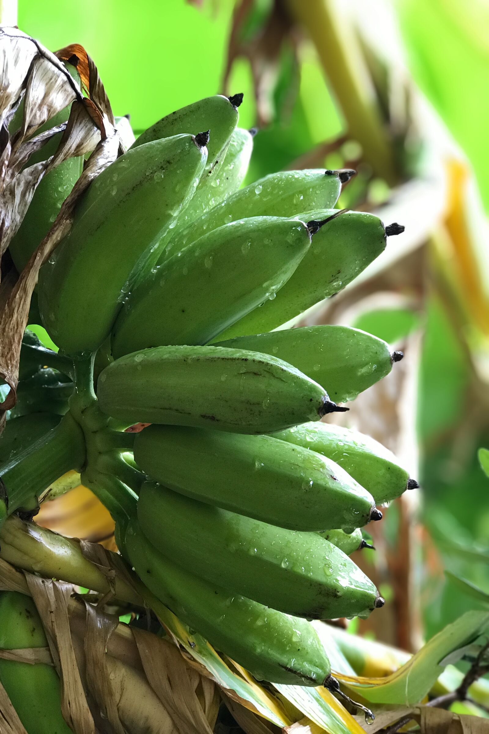 Apple iPhone 7 Plus sample photo. Banana, fruit, healthy photography