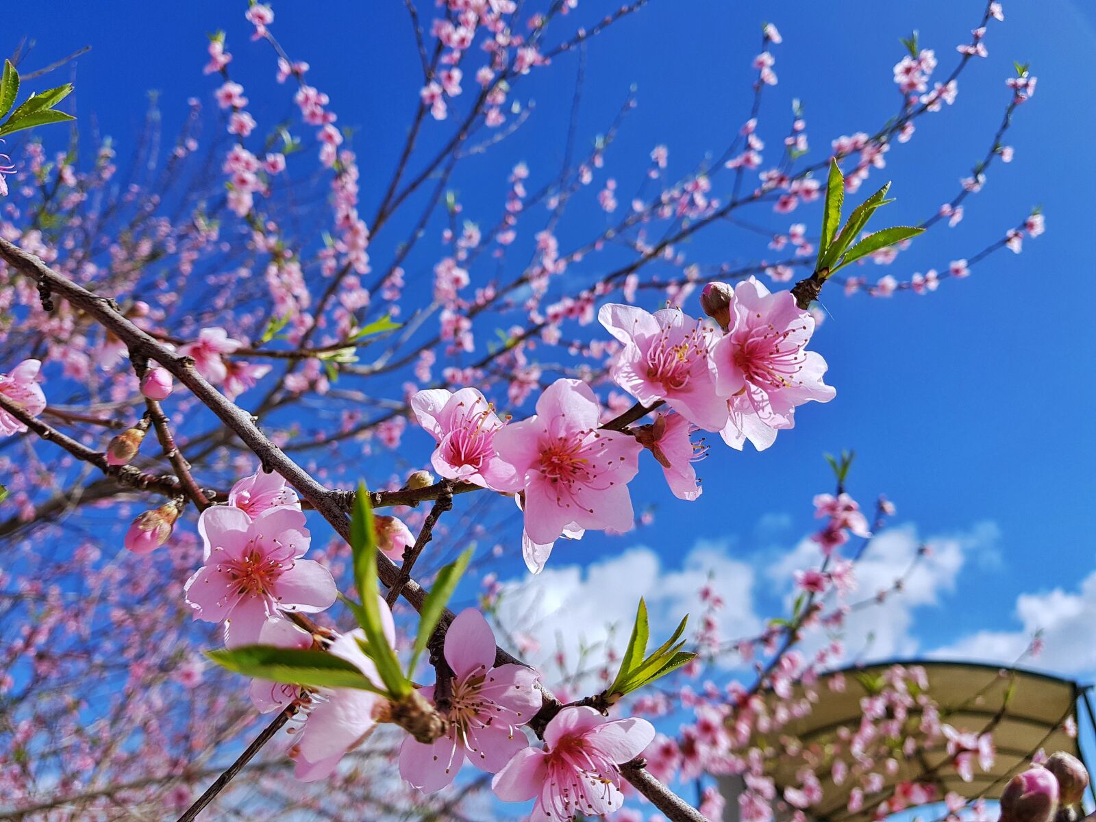 Samsung Galaxy S8+ sample photo. Peache flowers, nature, flowers photography
