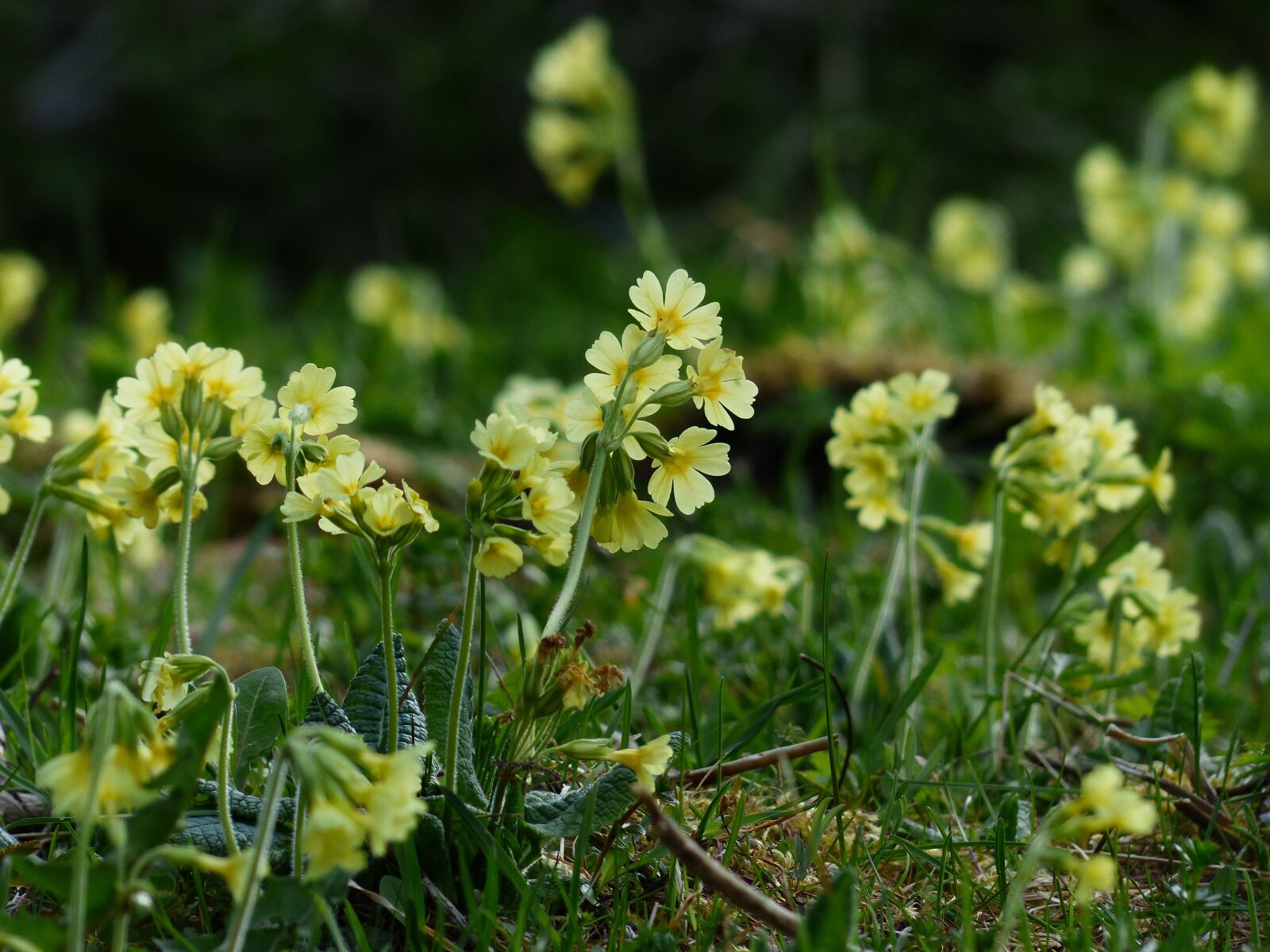 Panasonic Lumix DMC-FZ200 sample photo. Cowslip, flowers, bright yellow photography