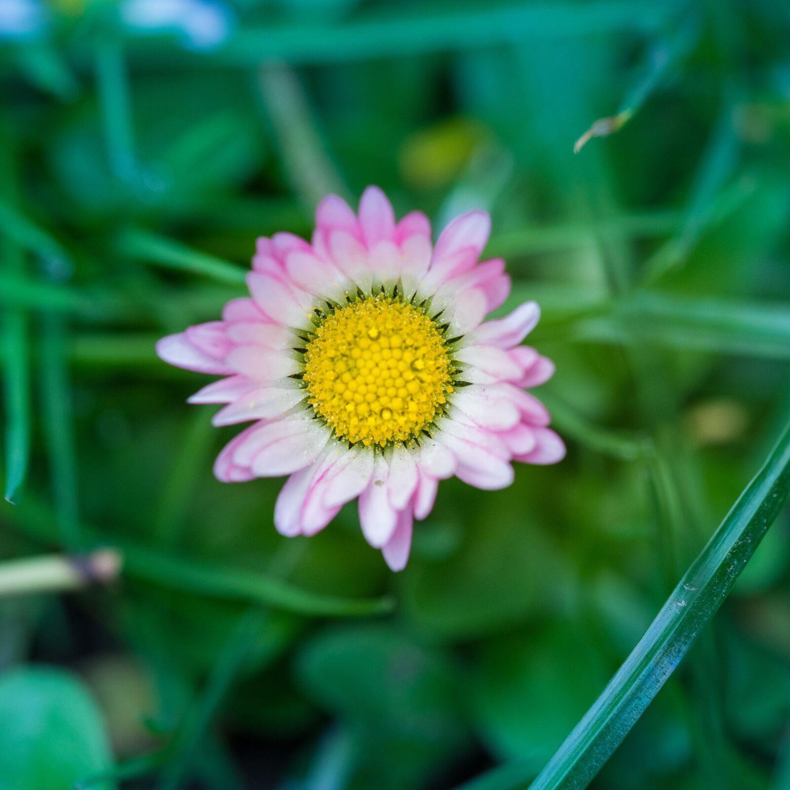 Canon EOS 80D sample photo. Nature, pink, daisy photography