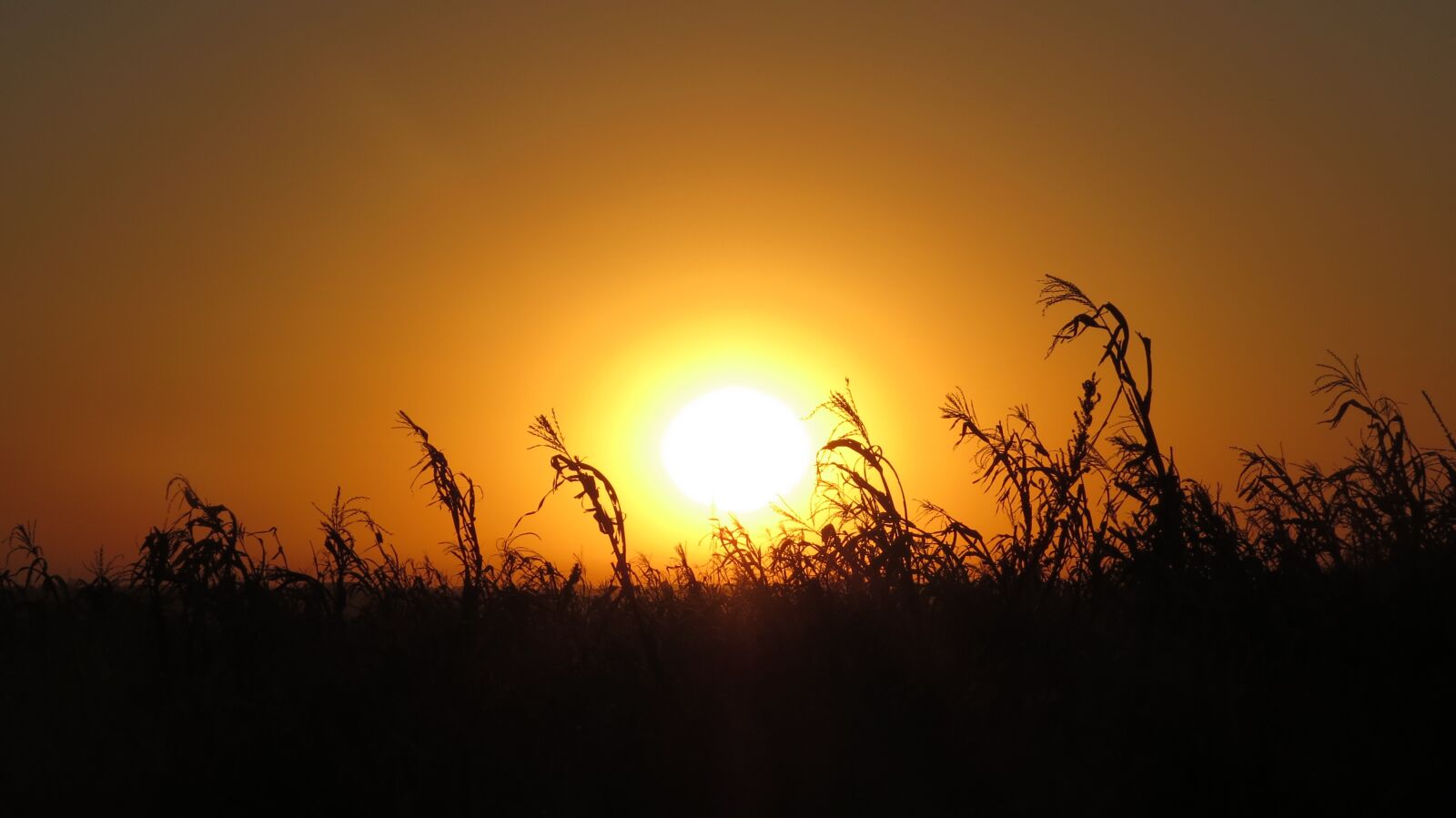 Canon PowerShot SX50 HS sample photo. Sol, corn, harvest photography