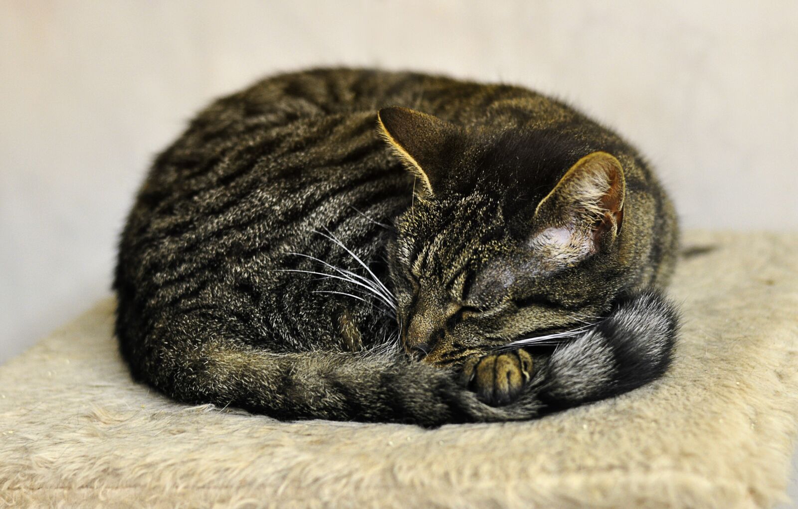 Nikon D90 sample photo. Cat, relaxed, mackerel photography
