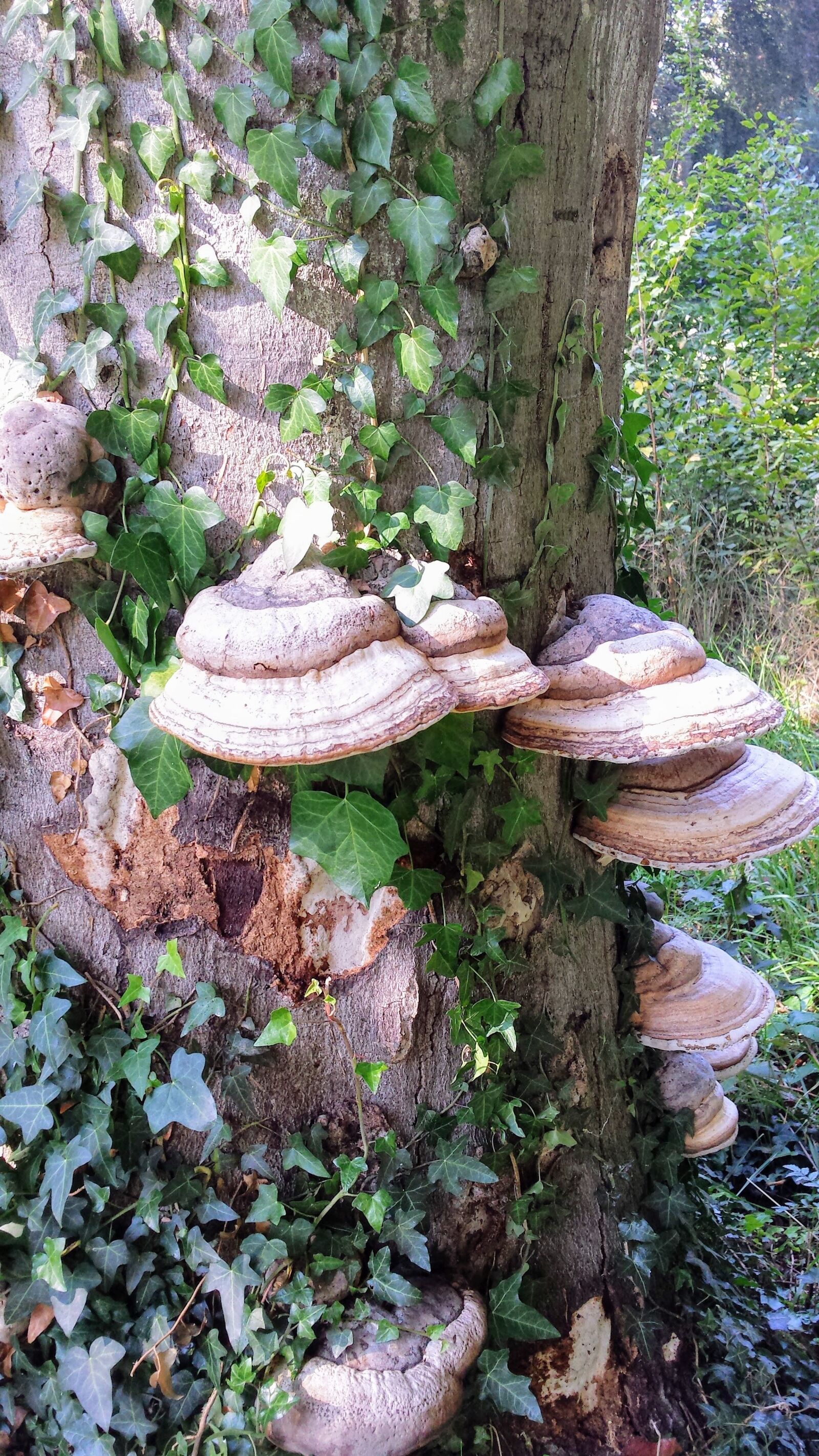 Samsung Galaxy S4 sample photo. Tree, mushroom, nature photography