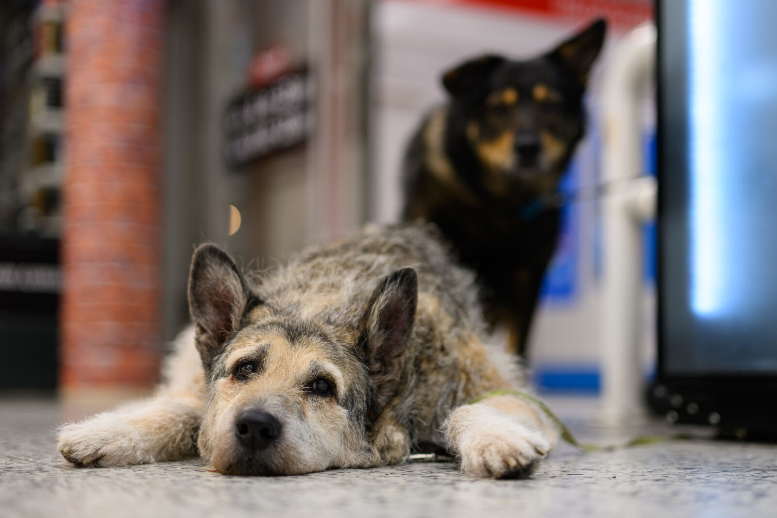 Nikon Z8 sample photo. Waiting dogs photography