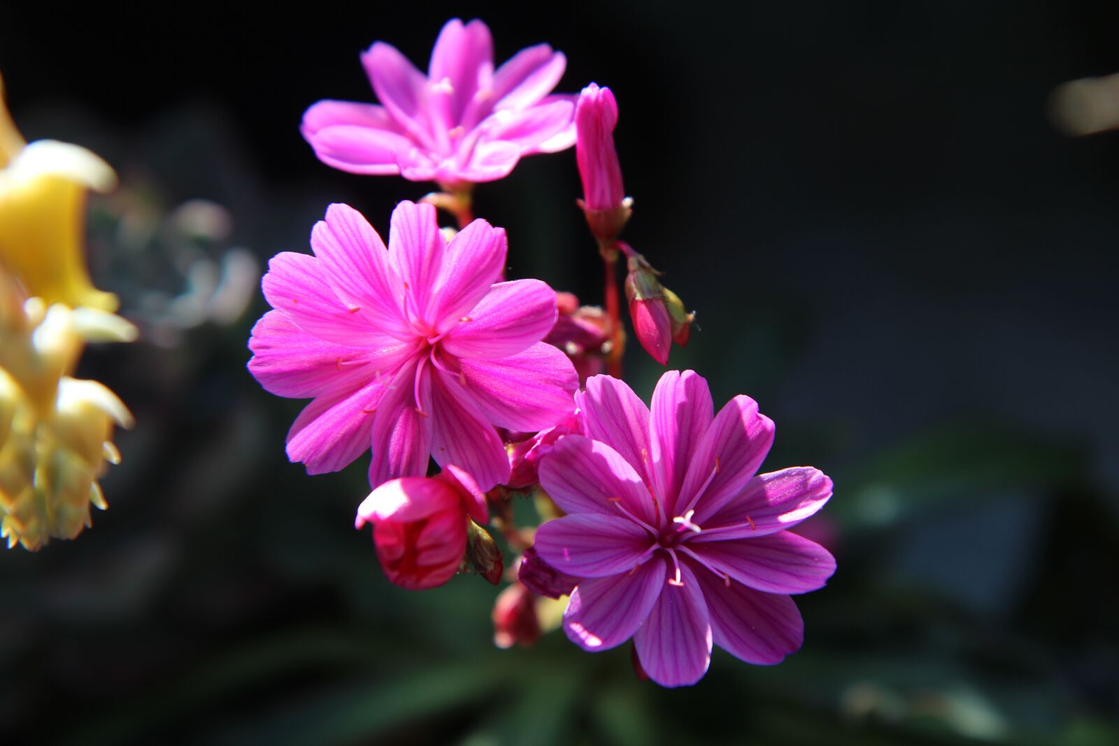 Canon EOS 600D (Rebel EOS T3i / EOS Kiss X5) sample photo. Flowers, summer flowers, succulent photography