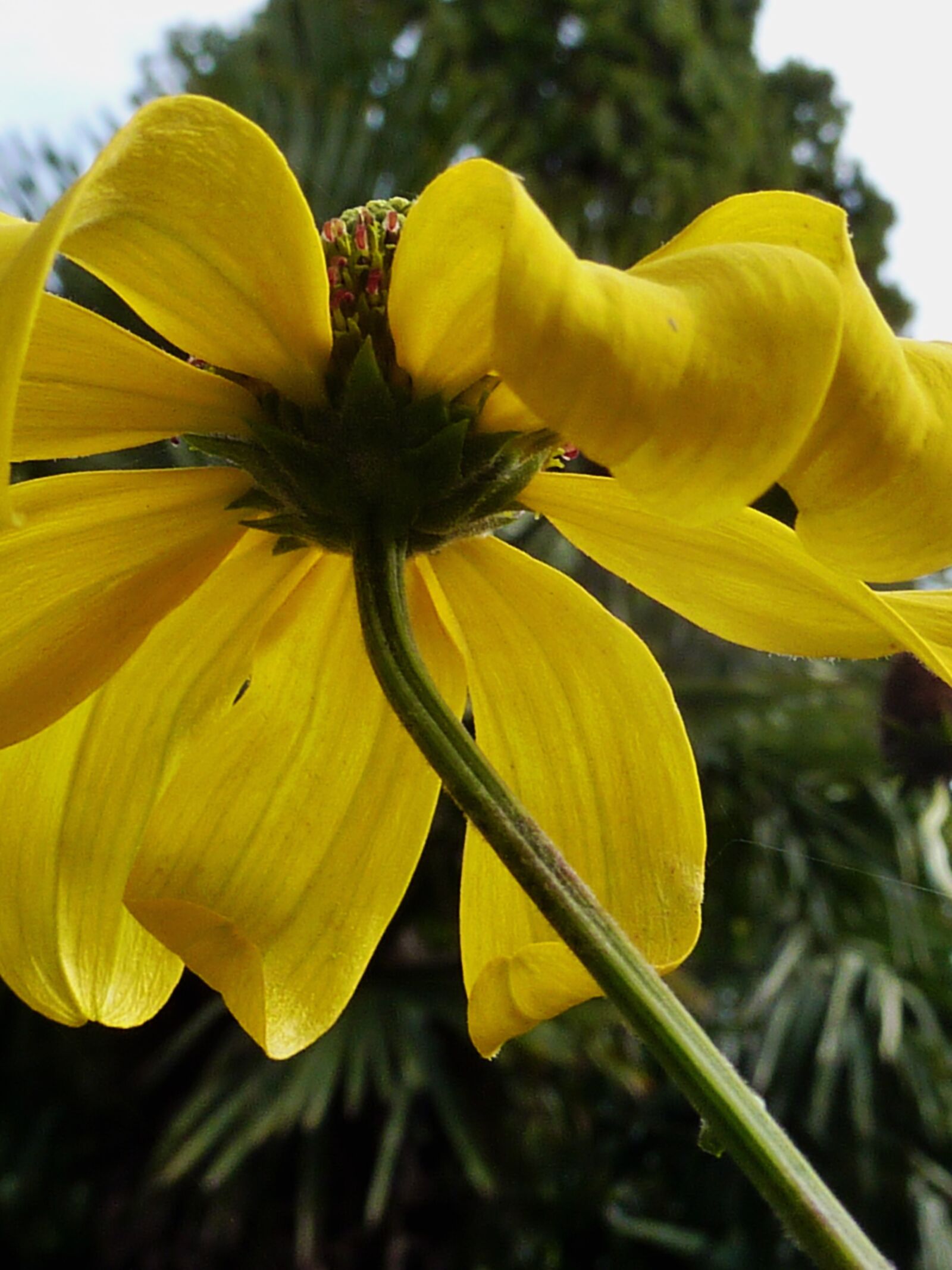 Panasonic DMC-TZ7 sample photo. Blossom, bloom, flower yellow photography