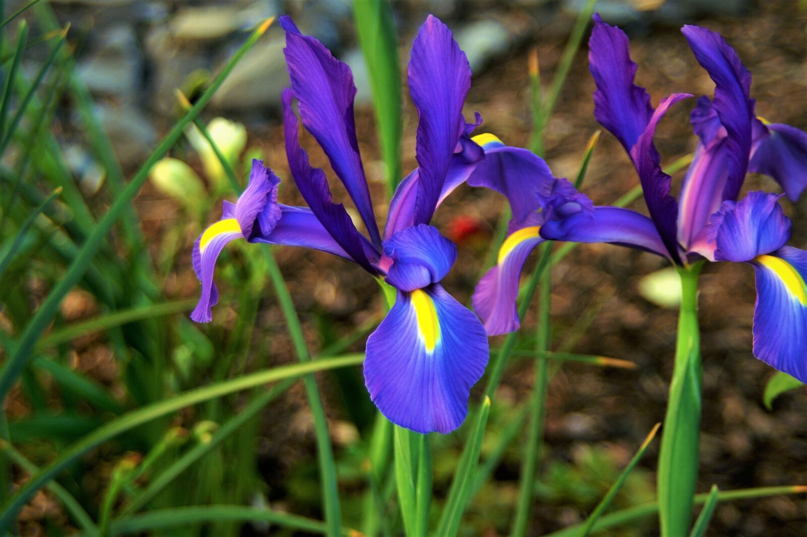 KONICA MINOLTA DYNAX 7D sample photo. Osterblumen, purple, spring photography