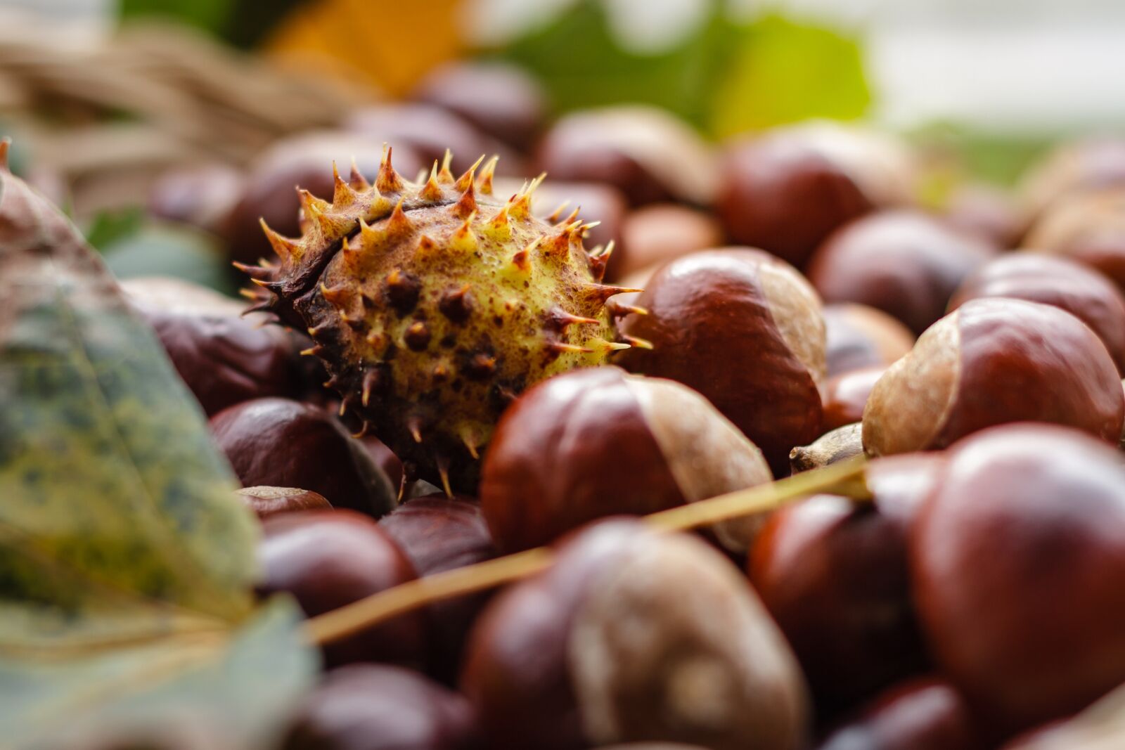 Canon EOS 7D + Canon EF 50mm F1.8 II sample photo. Castanea, chestnut, fruit photography