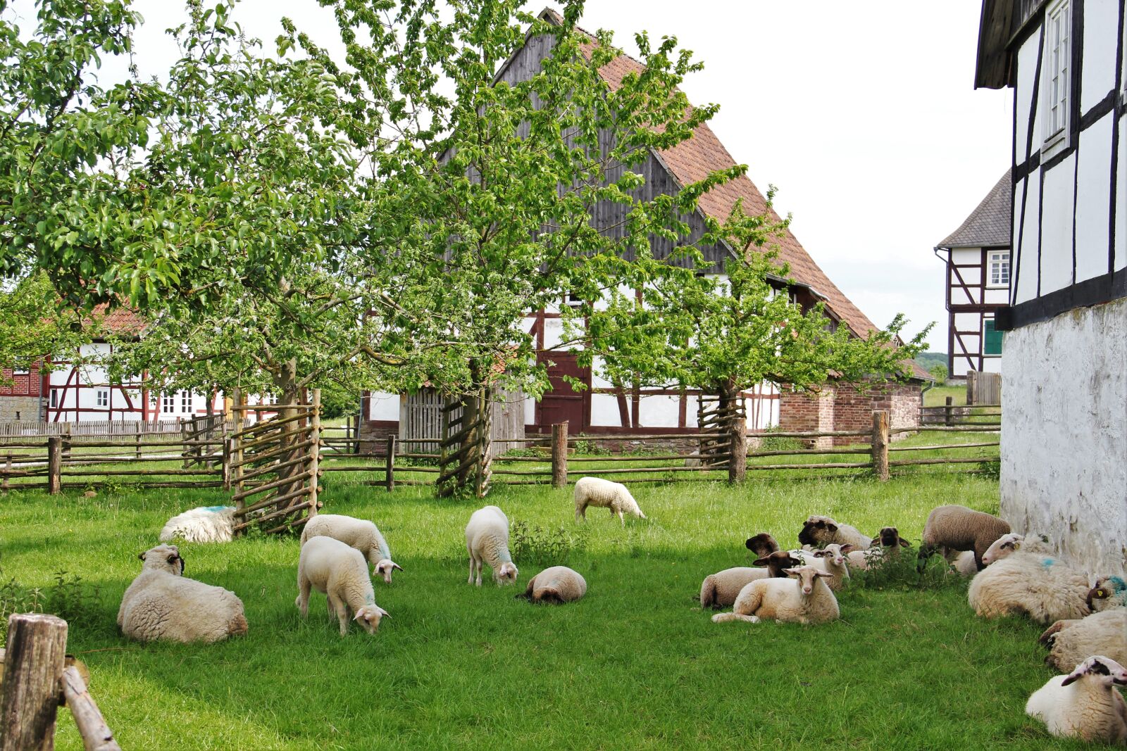 Canon EOS 550D (EOS Rebel T2i / EOS Kiss X4) sample photo. Bentheim landrace sheep, westphalian photography