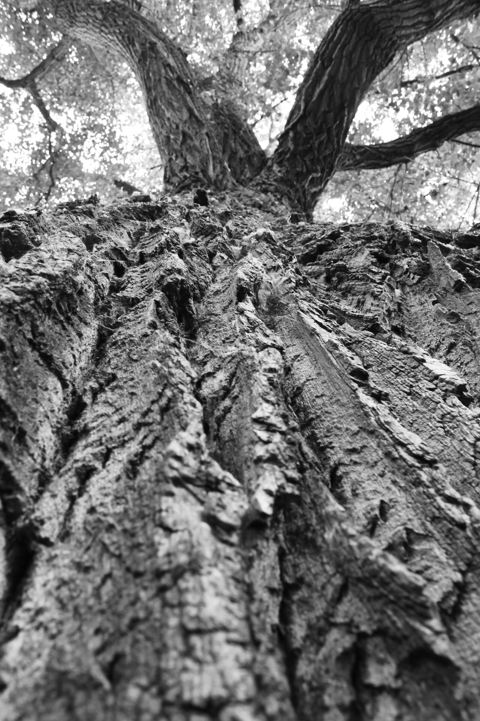 Canon EF-S 18-55mm F3.5-5.6 III sample photo. Wood, tree, background photography