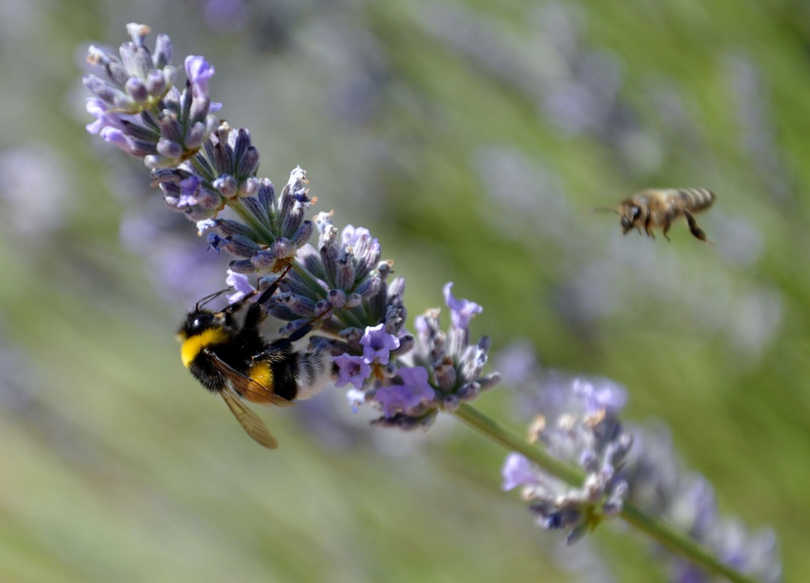 Nikon D3100 sample photo. Bee, lavender, nature photography