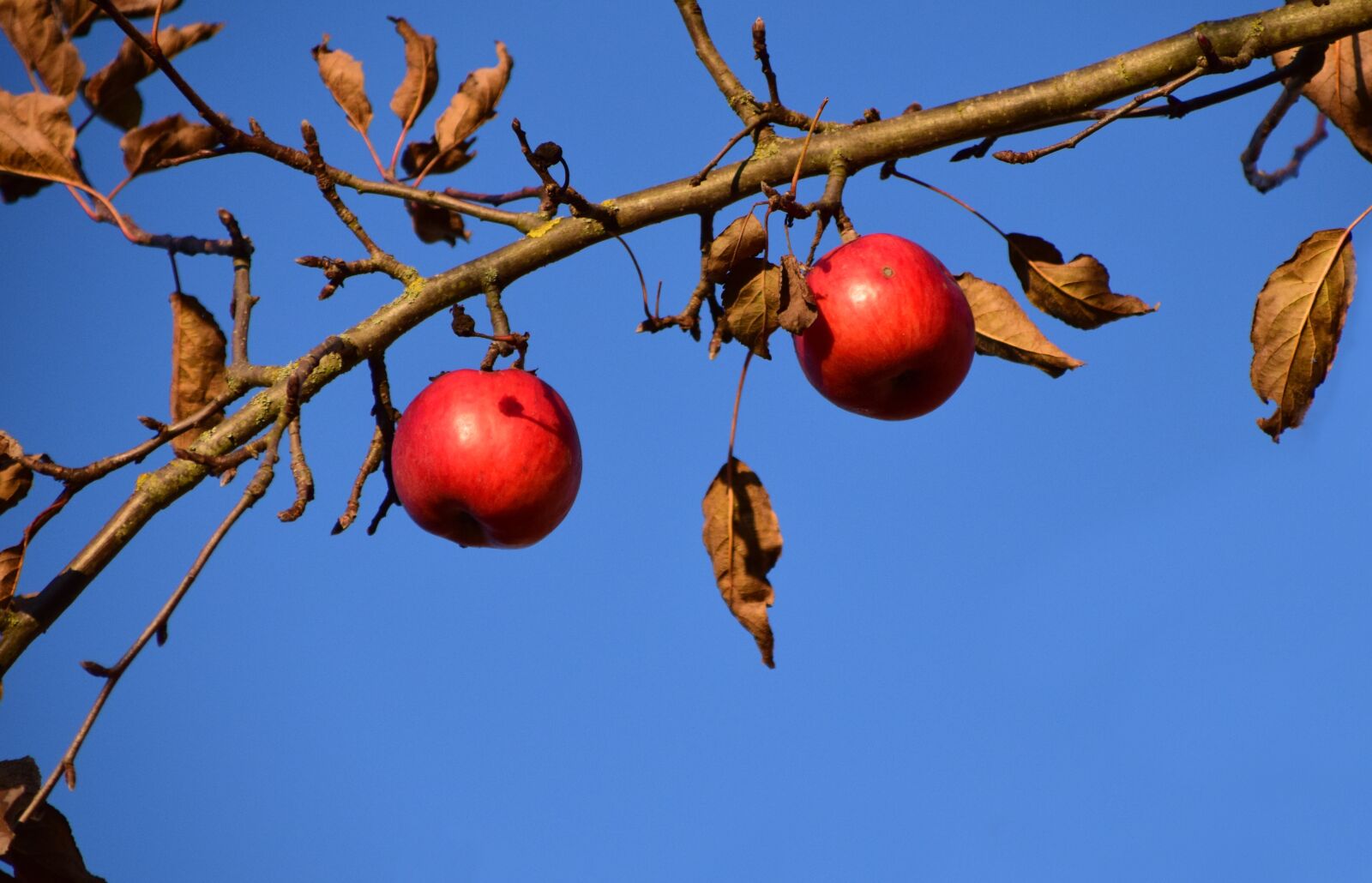 Nikon D3300 sample photo. Apple, apple tree, fruit photography