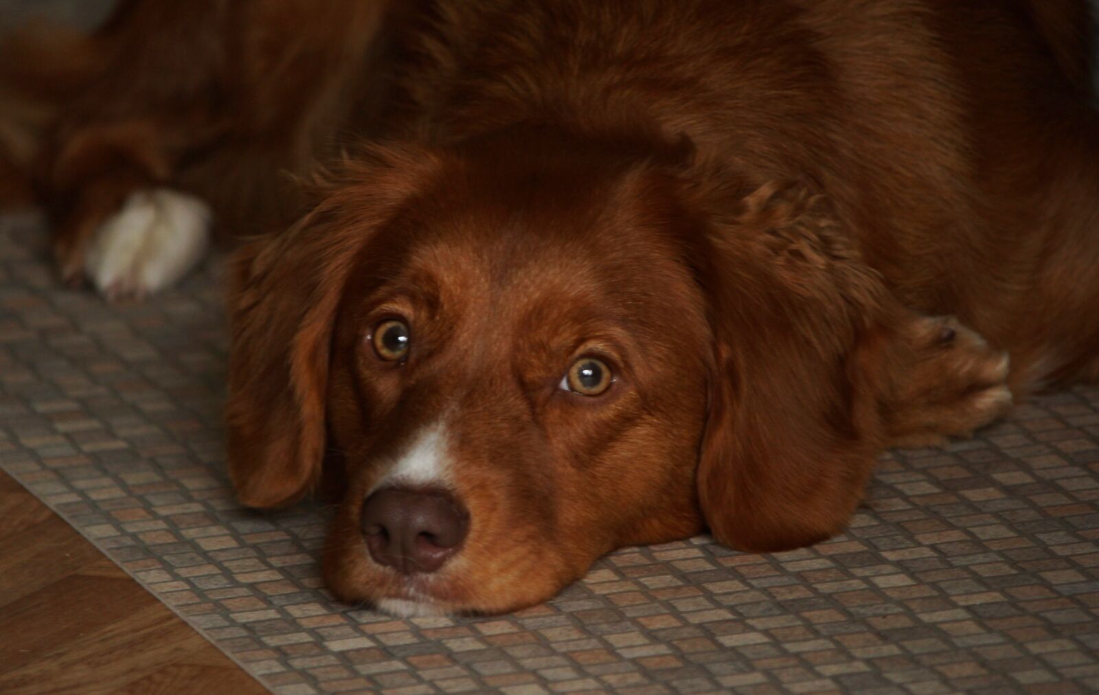 Canon EOS 550D (EOS Rebel T2i / EOS Kiss X4) sample photo. Dog, pet, retriever photography