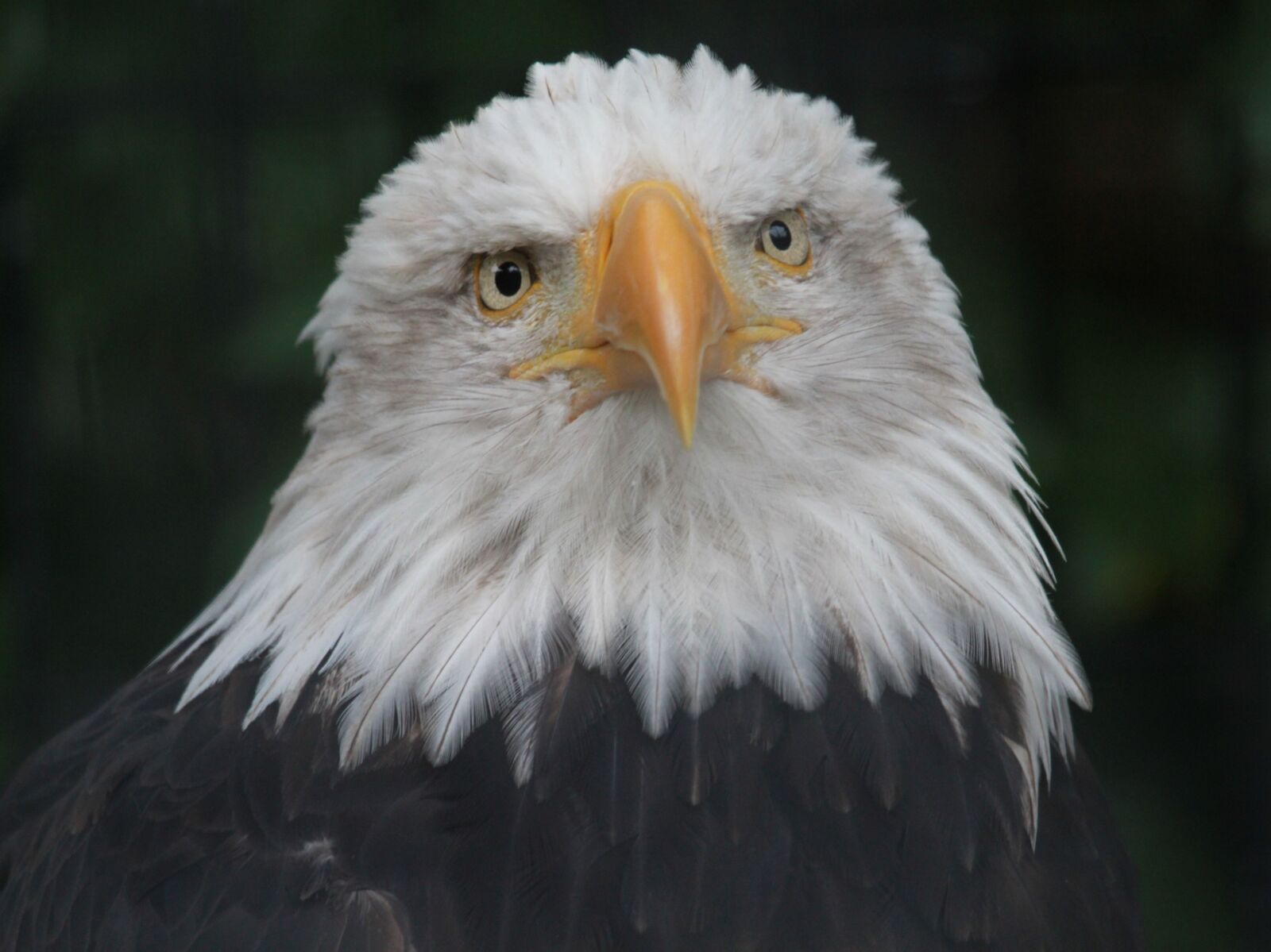 Canon EOS 550D (EOS Rebel T2i / EOS Kiss X4) sample photo. Eagle, bald, raptor photography