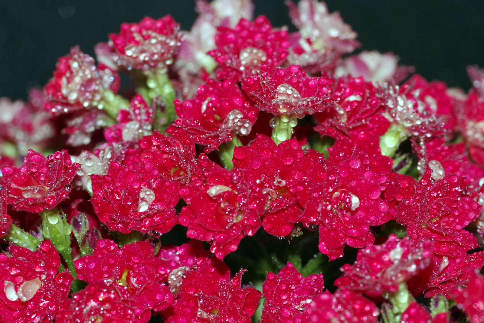 Pentax K-S2 sample photo. Rosa, drops, flower photography