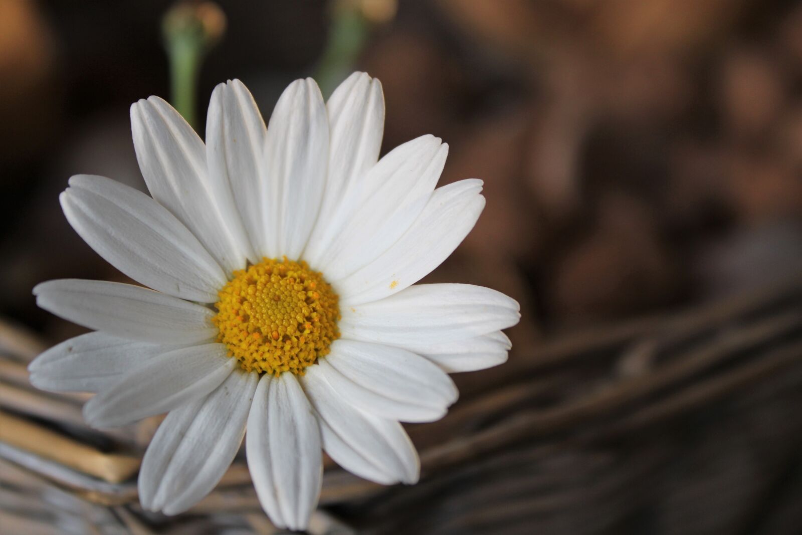 Canon EOS 2000D (EOS Rebel T7 / EOS Kiss X90 / EOS 1500D) sample photo. Daisy, flower, blossom photography