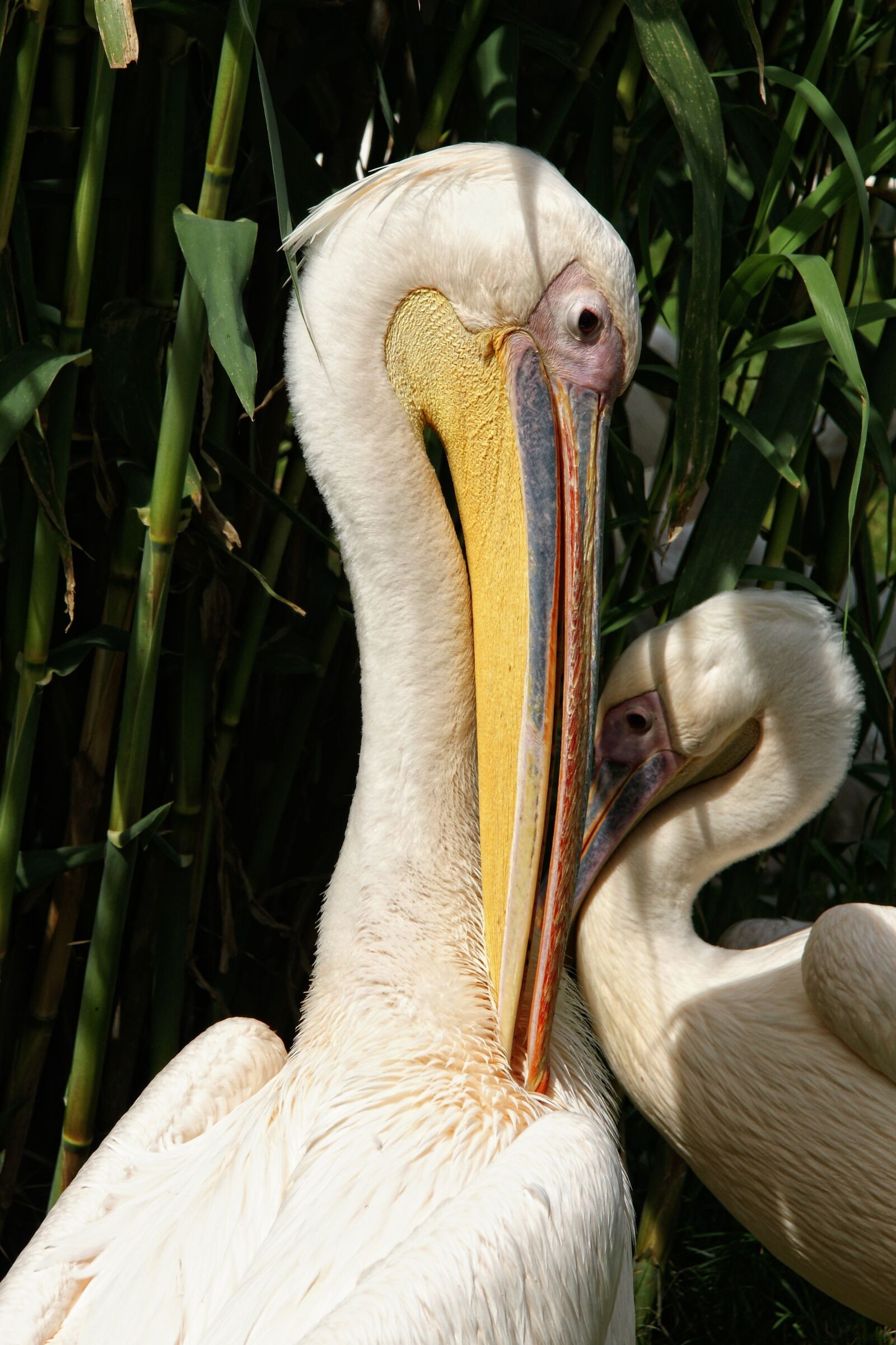 Sony Alpha DSLR-A700 sample photo. Pelicans, birds, animal portrait photography