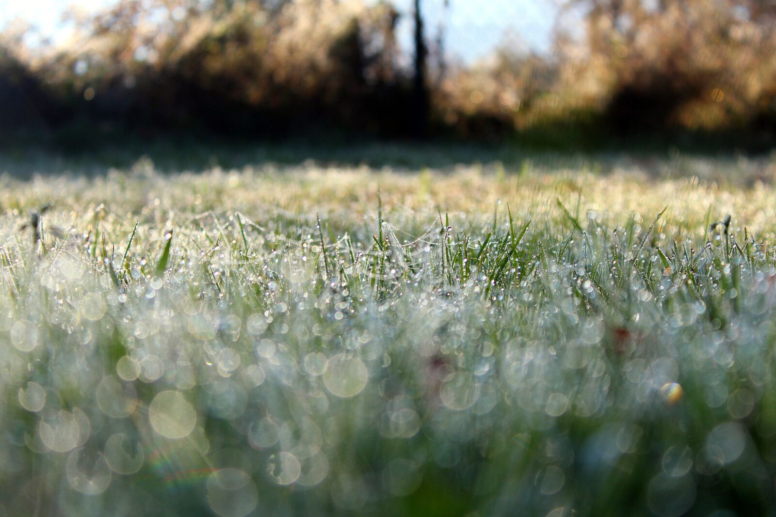 Canon EOS 1200D (EOS Rebel T5 / EOS Kiss X70 / EOS Hi) sample photo. Morning, grass, rosa photography
