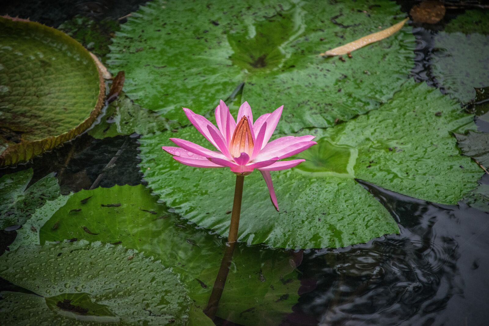 Nikon D5300 sample photo. Waterlilies, flowers, water photography
