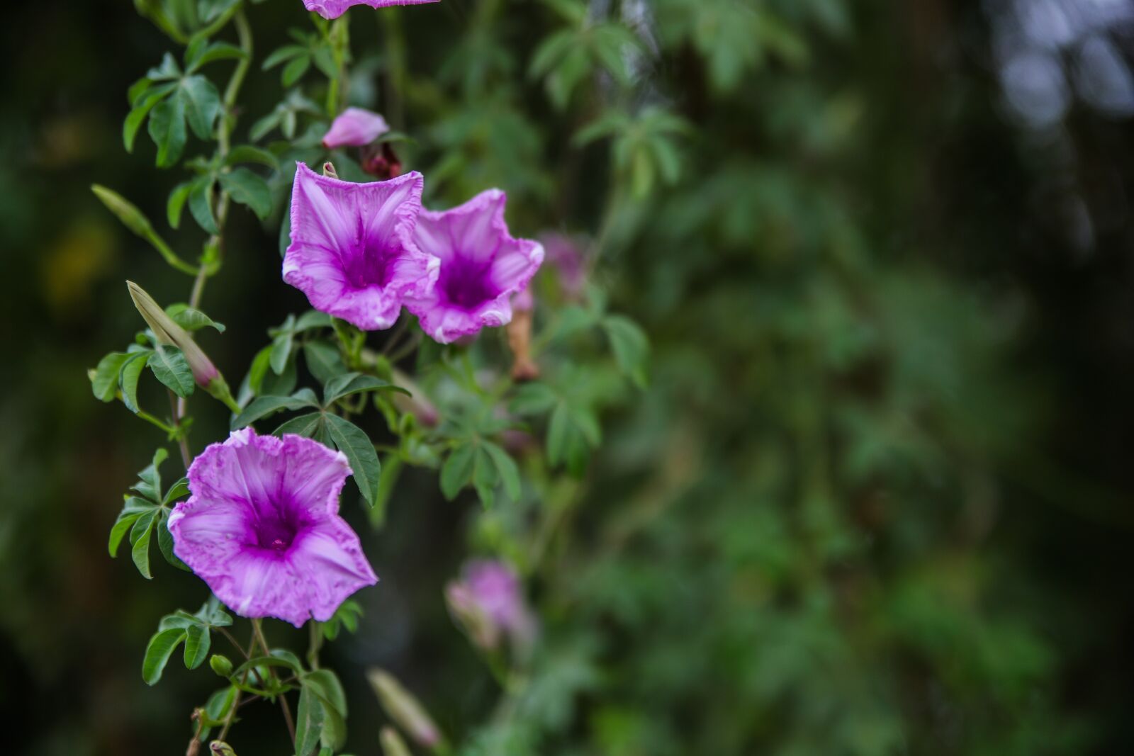 Canon EOS 6D Mark II sample photo. Railway-creeper, flower, railway photography