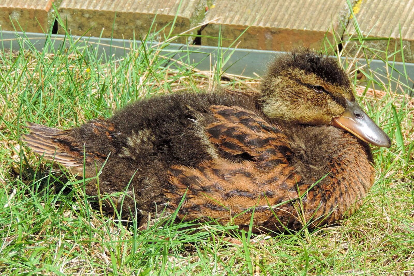 Nikon Coolpix P520 sample photo. Ducklings, feather, bill photography