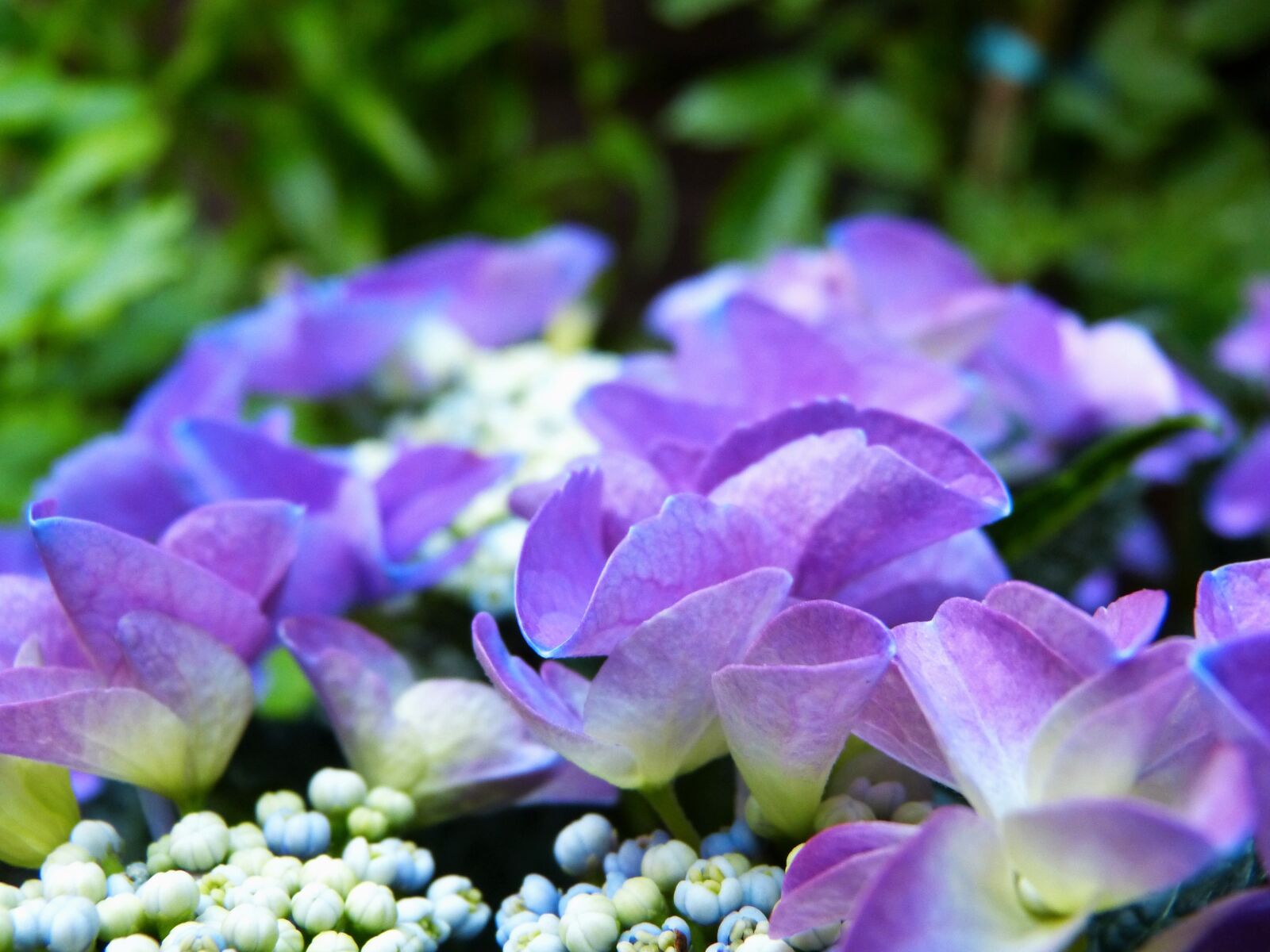 Panasonic Lumix DMC-FZ150 sample photo. Flower, garden, nature, purple photography
