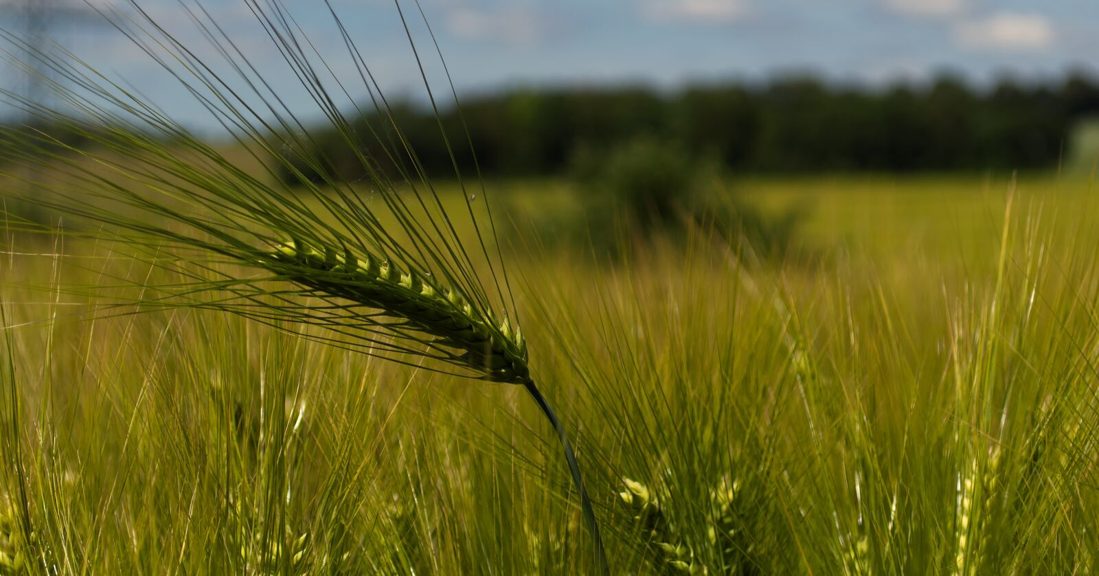 Nikon D5500 sample photo. Grain, wheat, cereals photography