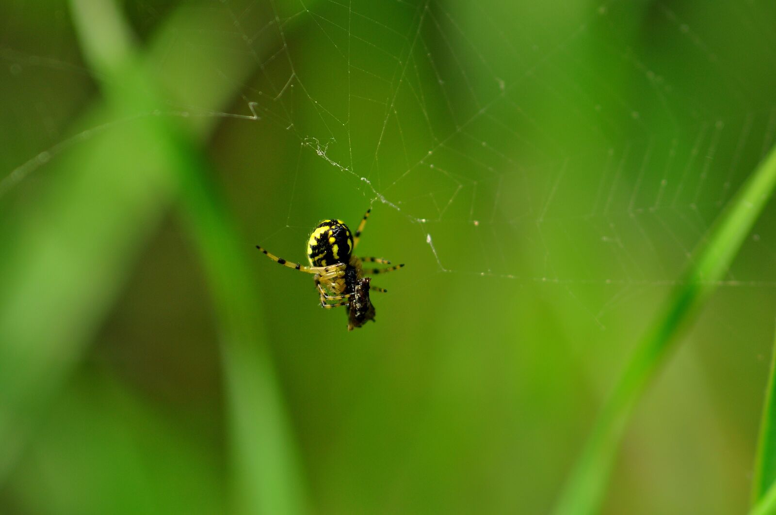Nikon D90 sample photo. Spider, animal, nature photography