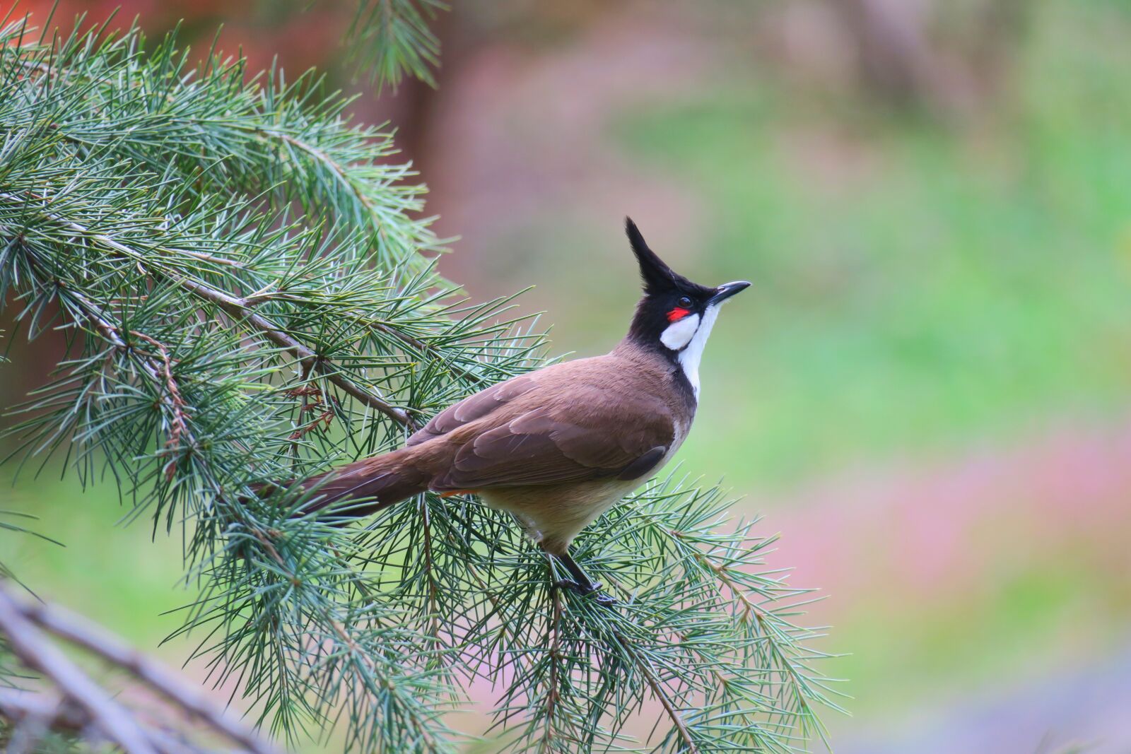 Canon PowerShot G3 X sample photo. 红耳鹎, bird, wildlife photography