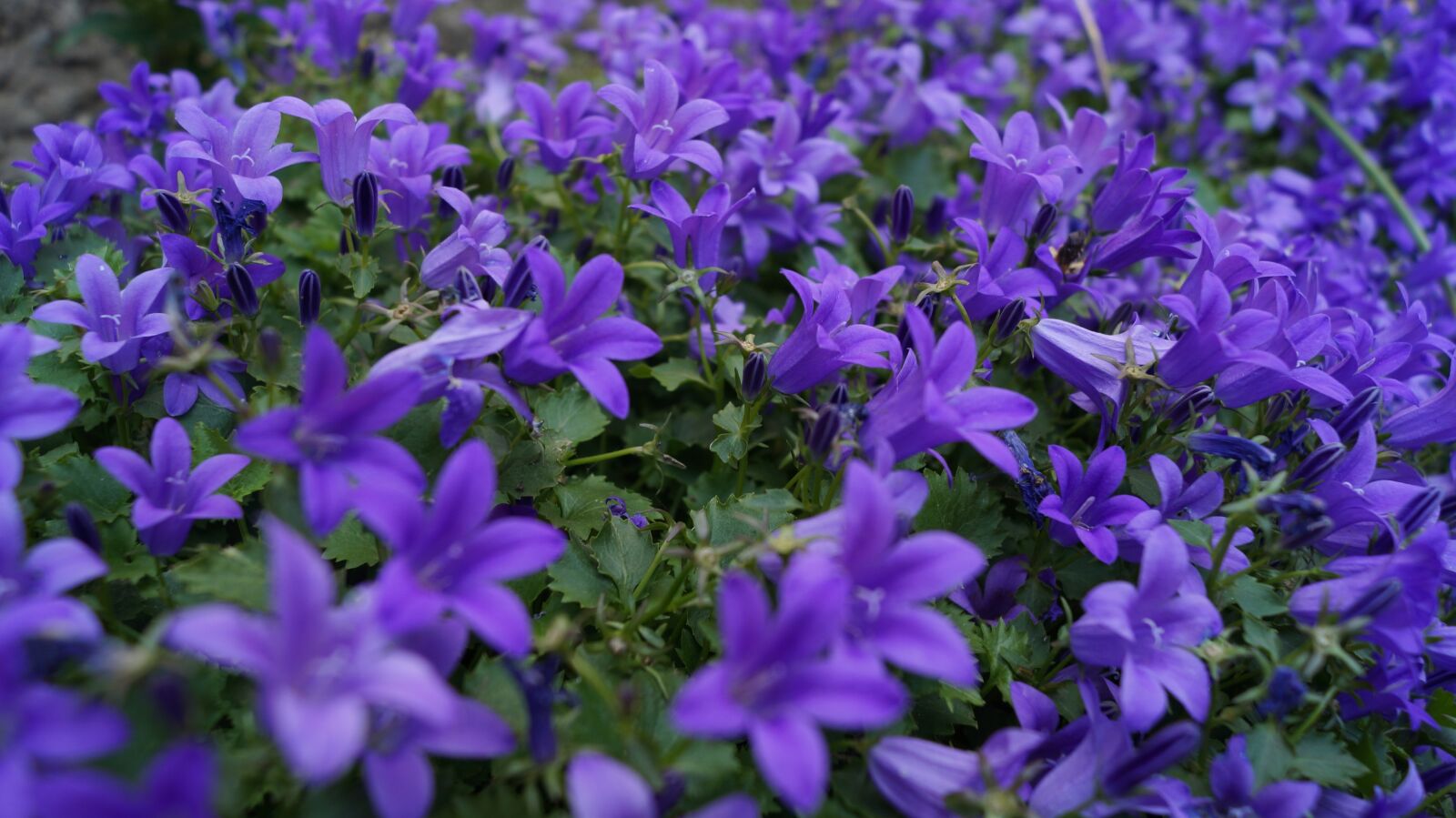 Sony DT 18-55mm F3.5-5.6 SAM II sample photo. Purple, flower, purple flower photography