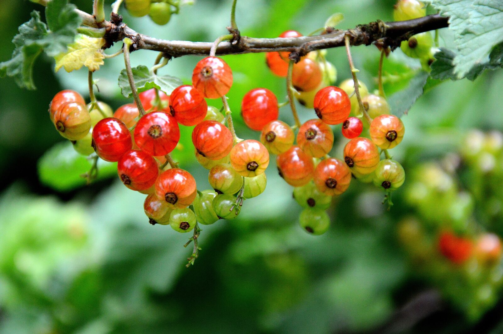 Nikon D3200 sample photo. Fruit, berries, currants photography