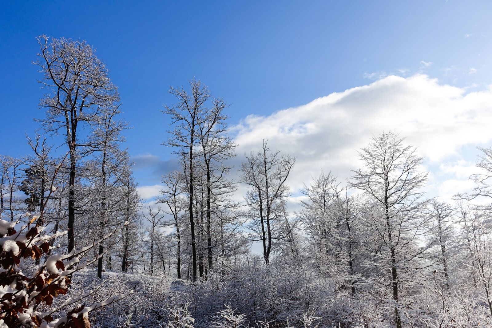 Sony Cyber-shot DSC-RX100 III sample photo. Winter, tree, snow photography
