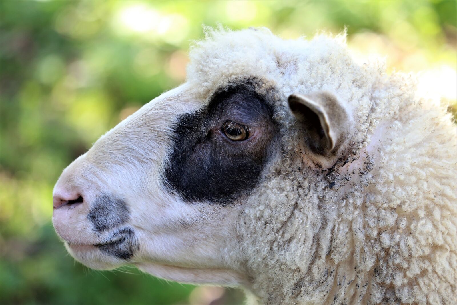 Canon EOS 6D sample photo. White sheep, head, animal photography