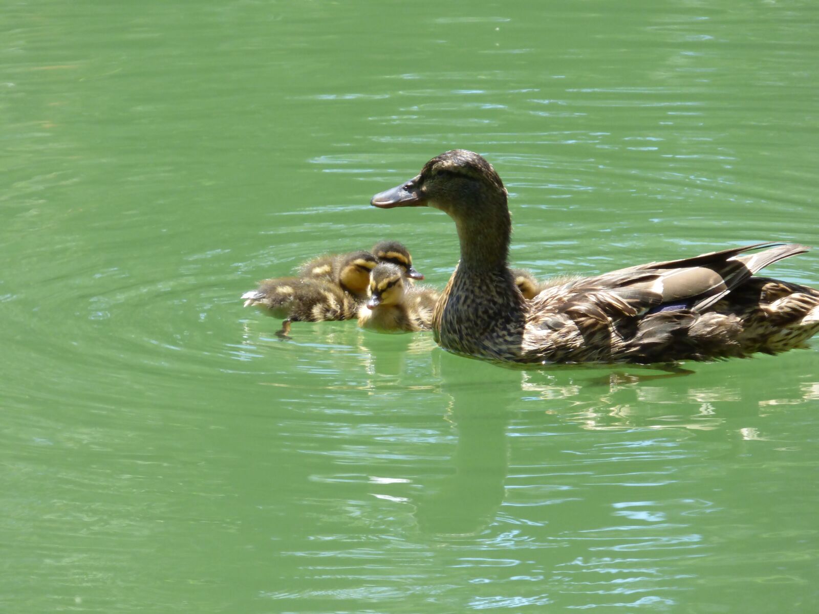 Panasonic Lumix DMC-FZ70 sample photo. Ducks, nature, baby duck photography