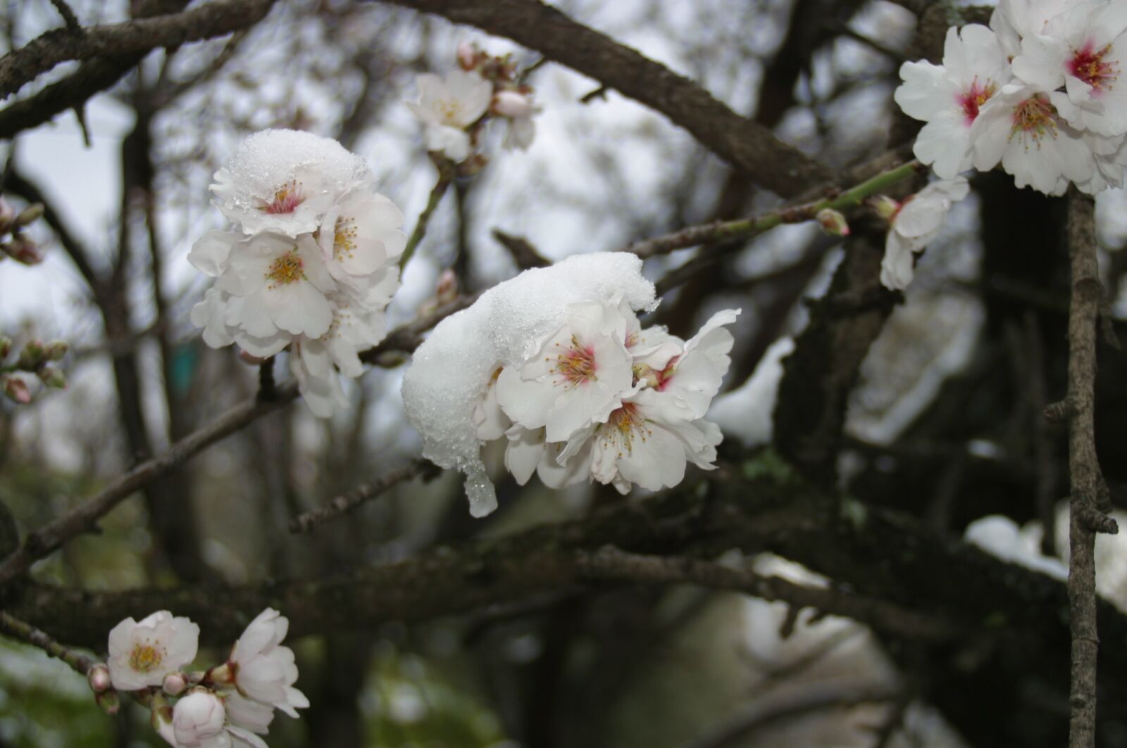Canon EOS D60 sample photo. Almond tree, flower, snow photography