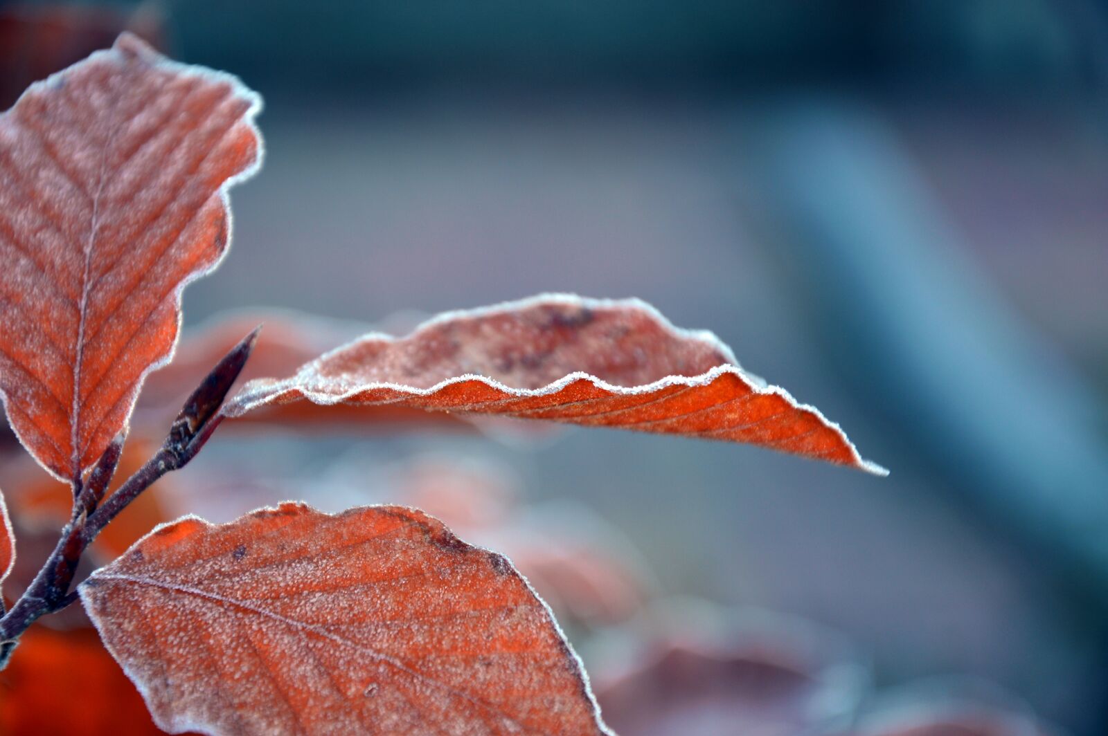 Nikon D3200 sample photo. Leaves, frozen, frost photography