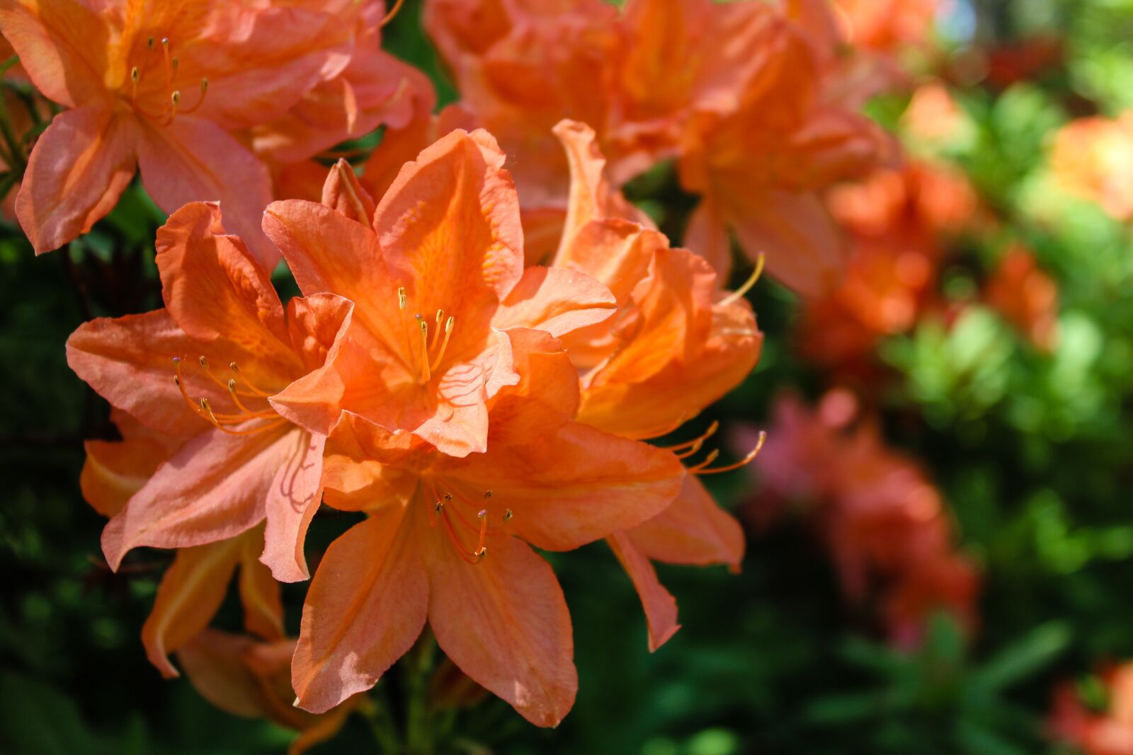 Canon EOS 1200D (EOS Rebel T5 / EOS Kiss X70 / EOS Hi) sample photo. Rhododendron, flower, nature photography