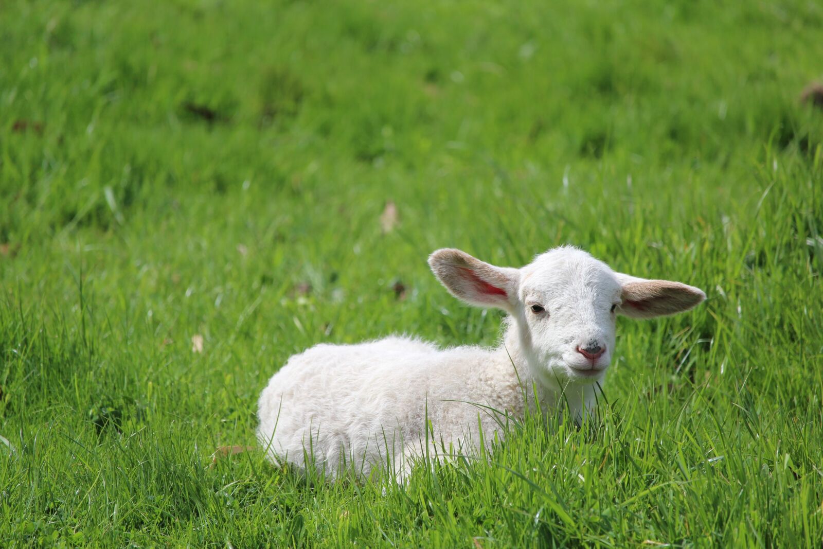 Canon EOS 1200D (EOS Rebel T5 / EOS Kiss X70 / EOS Hi) sample photo. Lamb, baby, sheep photography