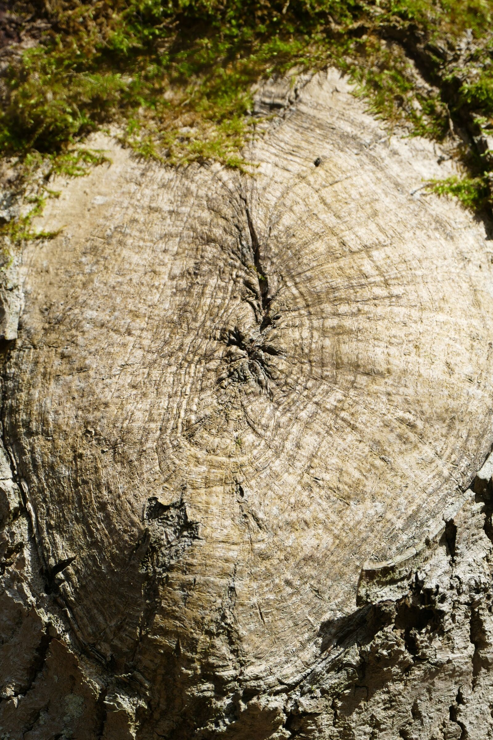 Panasonic Lumix DMC-FZ1000 sample photo. Log, tree knot, idyllic photography