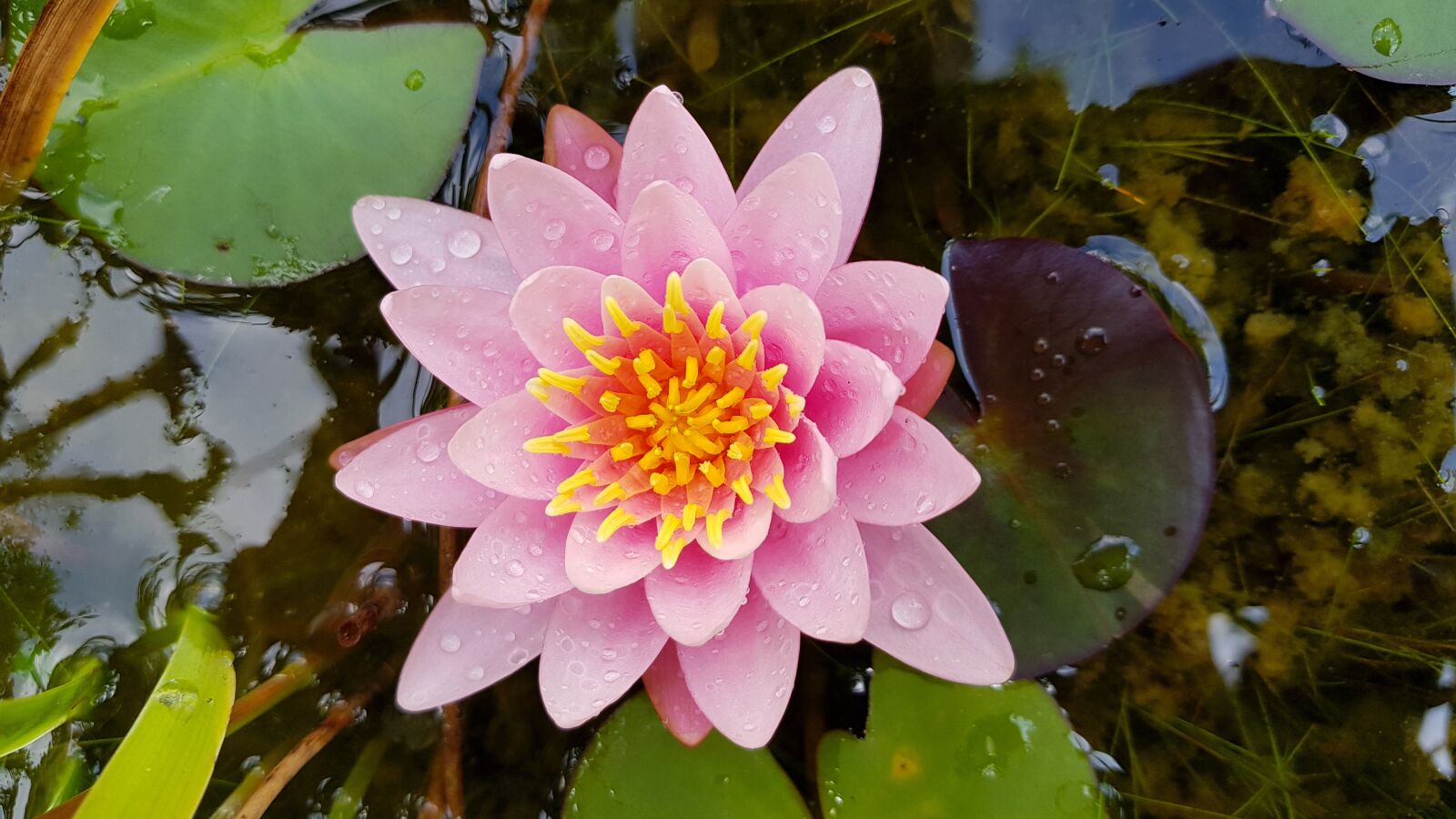 Samsung Galaxy S8+ sample photo. Water lily, pink, flower photography