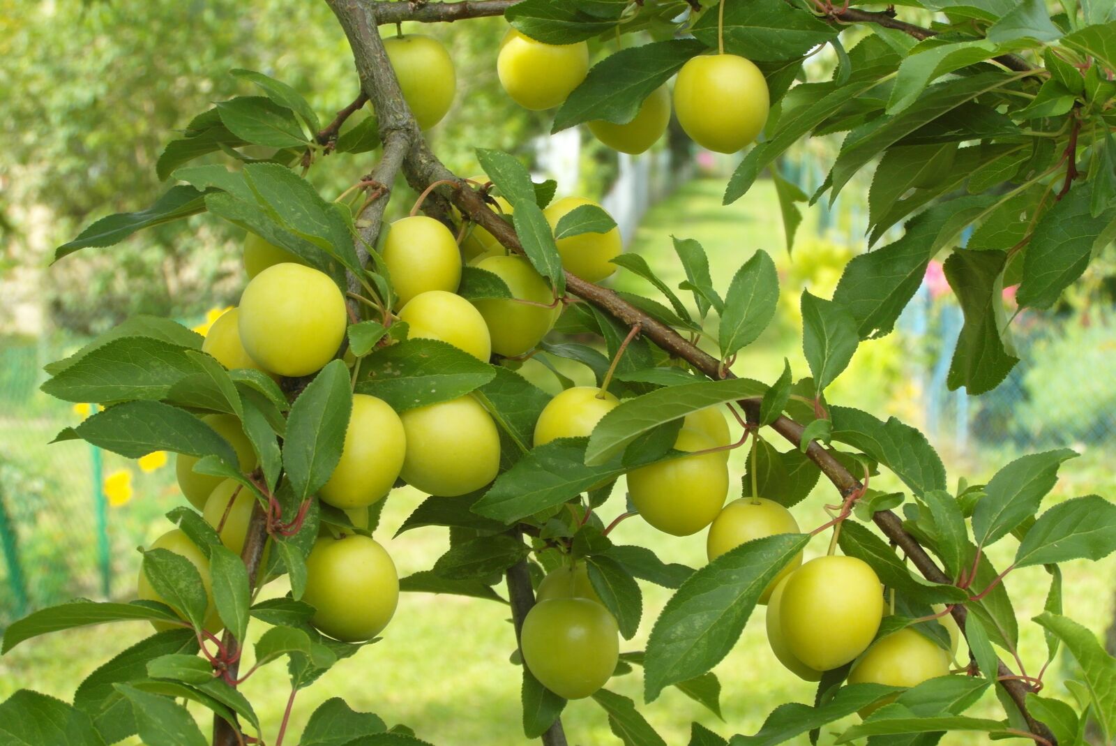 Samsung WB750 sample photo. Plum mirabelki, yellow, garden photography