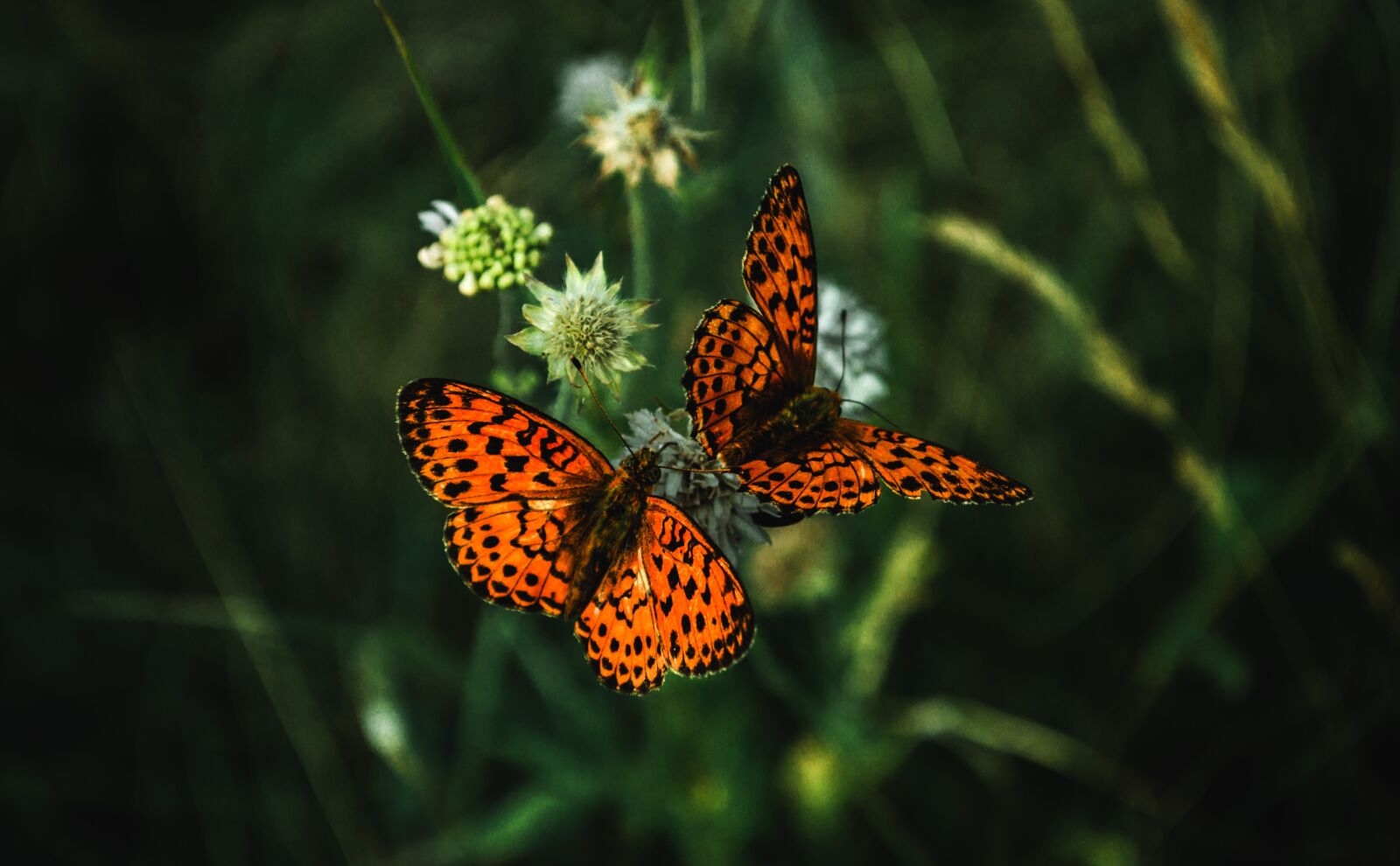 Nikon D3100 sample photo. Butterfly, butterflies, nature photography