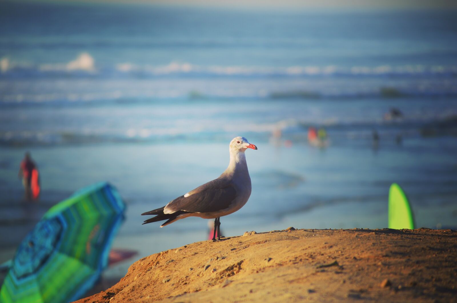 Nikon D3200 sample photo. Seagull, beach, sea photography
