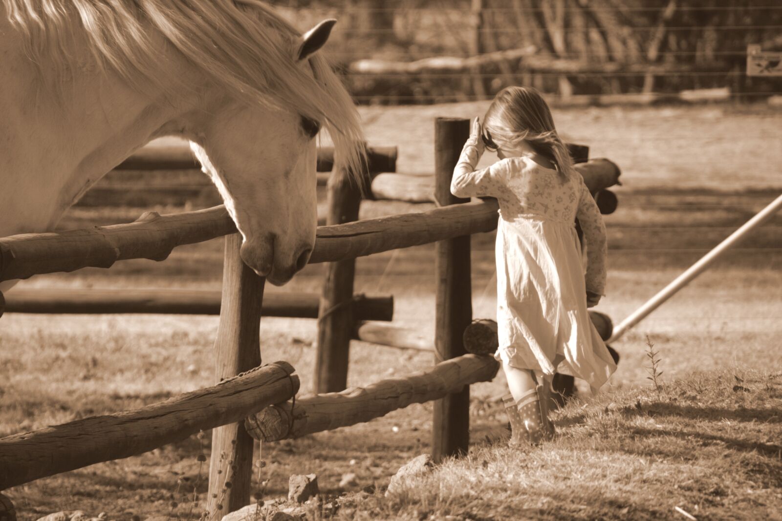 Canon EOS 400D (EOS Digital Rebel XTi / EOS Kiss Digital X) sample photo. Horse, hair, flowing photography
