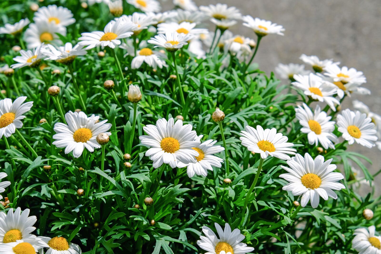 Fujifilm X-T10 sample photo. Daisies, flowers, bloom photography
