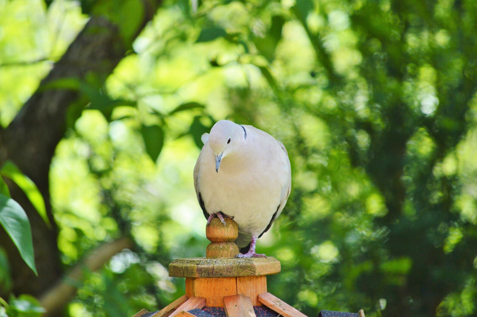 Nikon D3200 sample photo. Dove, bird, feather photography