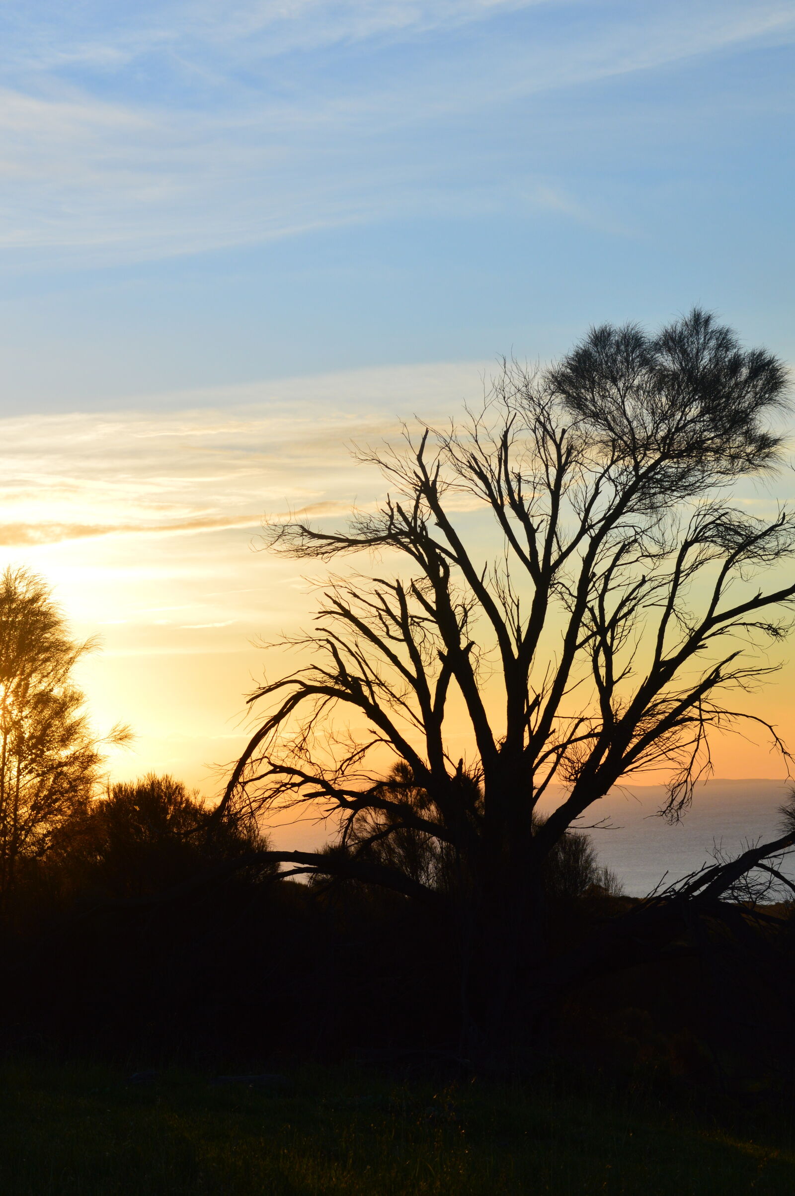 Nikon D3200 sample photo. Silhouette, of, trees photography