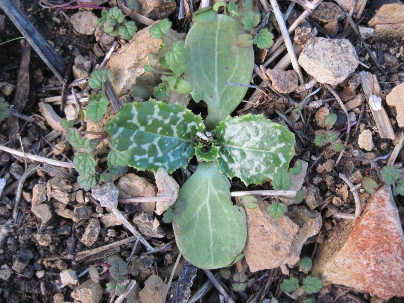 Canon PowerShot A1100 IS sample photo. Weeds, ground, rocks photography