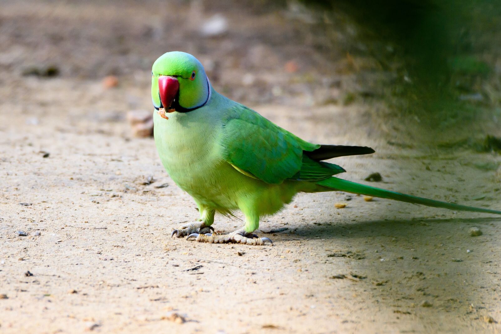 Nikon D7200 sample photo. Bird, parrot, animal photography